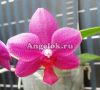 фото Фаленопсис Сого Грейп (P.Sogo Grape) Тайвань от магазина магазина орхидей Ангелок