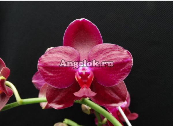 фото Фаленопсис Сого Релекс (Phalaenopsis Sogo Relex) Тайвань от магазина магазина орхидей Ангелок