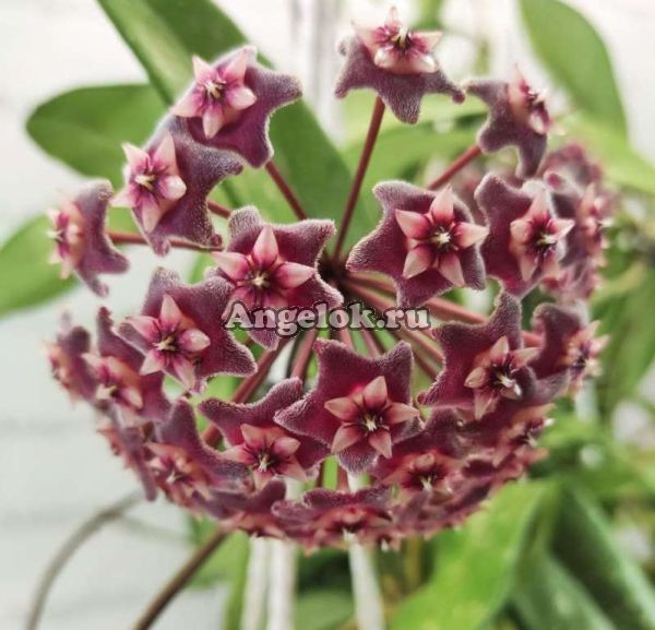 фото Хойя пубикаликс (Hoya pubicalix cv.“Silver Pink”) черенок от магазина магазина орхидей Ангелок
