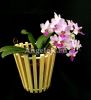 фото Фаленопсис Льюис Берри (Phalaenopsis Liu's Berry) Тайвань от магазина магазина орхидей Ангелок