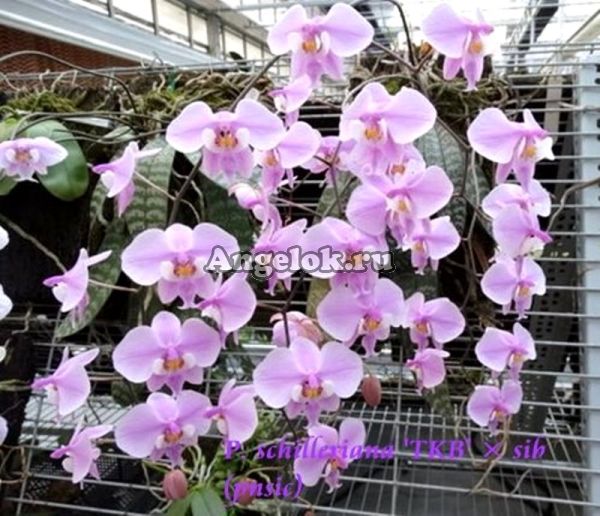 фото Фаленопсис Шиллера детка (Phalaenopsis schilleriana 'TKB' × sib) Тайвань от магазина магазина орхидей Ангелок