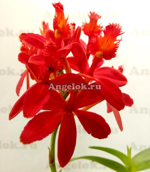 фото Эпидендрум укореняющийся красный (Epidendrum radicans red) от магазина магазина орхидей Ангелок