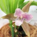 фото Ангулоа/Ликасты от магазина магазина орхидей Ангелок