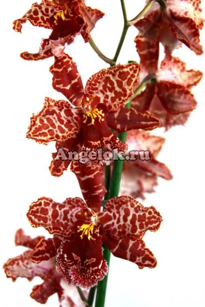 фото Камбрия (Odontioda Stirbic) от магазина магазина орхидей Ангелок
