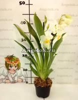 фото Мильтония (Miltonia White Summer) от магазина магазина орхидей Ангелок