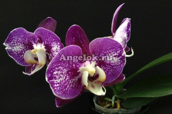 фото Фаленопсис (Phalaenopsis Brazil '54262') от магазина магазина орхидей Ангелок