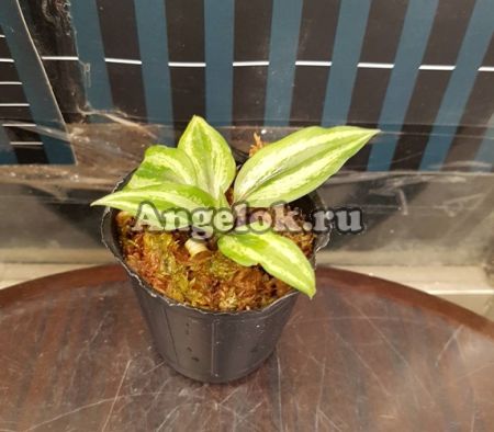 фото Циклопогон (Cyclopogon elatus) Тайвань от магазина магазина орхидей Ангелок