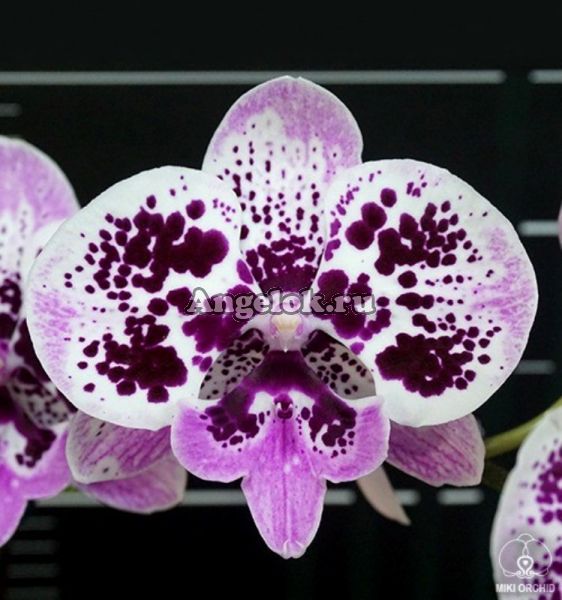 фото Фаленопсис Биг Лип (Phalaenopsis Miki Dancer '14') Тайвань от магазина магазина орхидей Ангелок