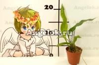 фото Стангопея (Stanhopea tigrina var. Nigroviolacea) детка от магазина магазина орхидей Ангелок