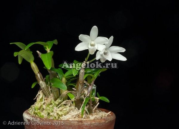 фото Дендробиум монилиформе (Dendrobium moniliforme) от магазина магазина орхидей Ангелок