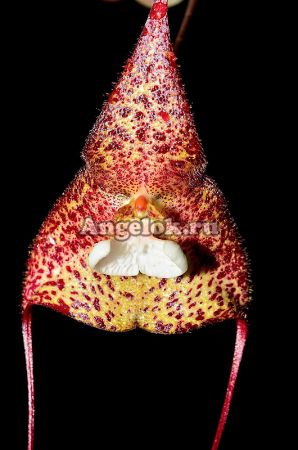 фото Дракула (Dracula bella) от магазина магазина орхидей Ангелок