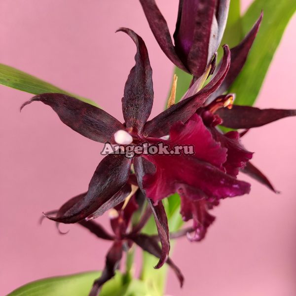 фото Камбрия (Colmanara Massai Red) от магазина магазина орхидей Ангелок