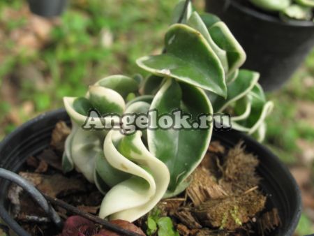 фото Хойя компакта вариегатная (Hoya carnosa compacta var) от магазина магазина орхидей Ангелок