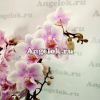 фото Фаленопсис Зефирка (Phalaenopsis Marshmallow) от магазина магазина орхидей Ангелок