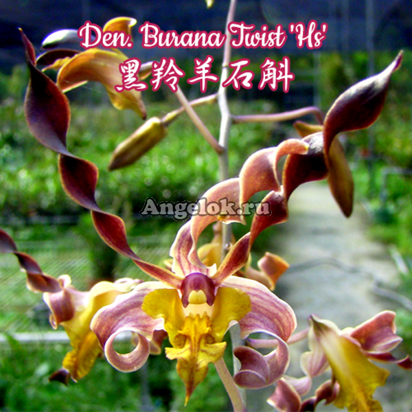 фото Дендробиум (Den. Burana Twist 'Hs') Тайвань от магазина магазина орхидей Ангелок