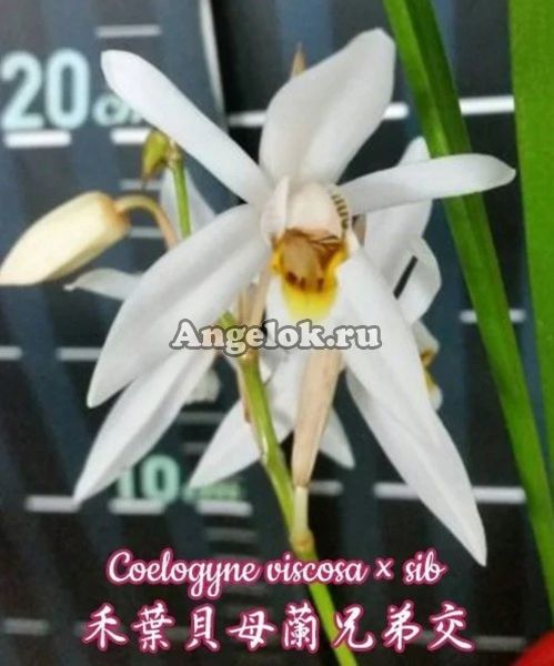 фото Целогина (Coelogyne viscosa × sib) Тайвань от магазина магазина орхидей Ангелок