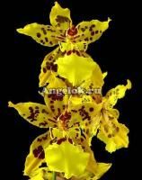 фото Камбрия (Odontocidium) v-05 от магазина магазина орхидей Ангелок