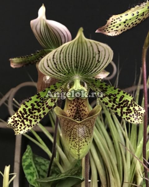 фото Пафиопедилум (Paphiopedilum callosum x sukhakulii) от магазина магазина орхидей Ангелок