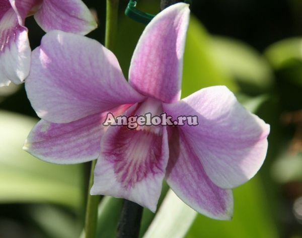фото Дендробиум фаленопсис (Dendrobium Snow pink) от магазина магазина орхидей Ангелок