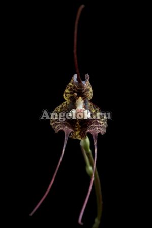 фото Дракула (Dracula andreettae) от магазина магазина орхидей Ангелок