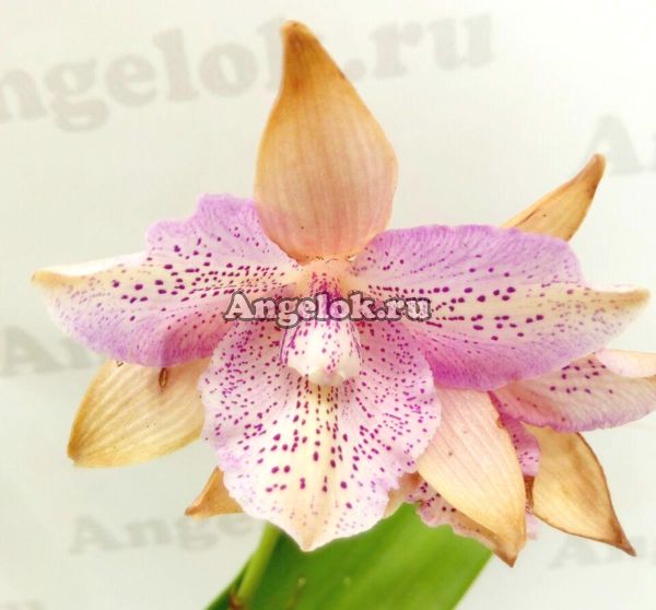 фото Каттлея (Caulocattleya Chantilly Lace) от магазина магазина орхидей Ангелок