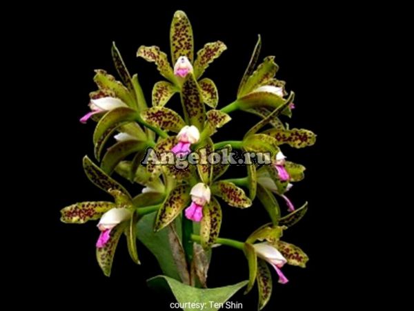 фото Каттлея Пятнистая (C. guttata) Тайвань от магазина магазина орхидей Ангелок