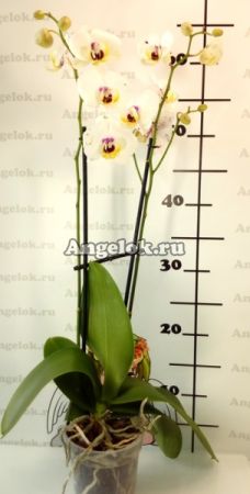 Фаленопсис (Phalaenopsis ) ph-10_1