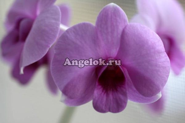 фото Дендробиум фаленопсис мини (Dendrobium Phalaenopsis ) d-05 от магазина магазина орхидей Ангелок