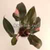 Филодендрон Розовая Принцесса (Philodendron Pink Princess)