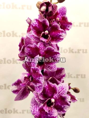 фото Фаленопсис бабочка Пульхеррима (Phalaenopsis pulcherrima) от магазина магазина орхидей Ангелок