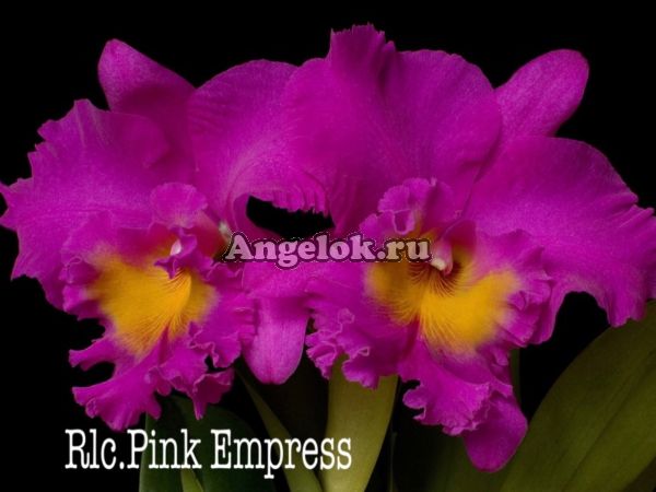 фото Каттлея (Rlc.Pink Empress) от магазина магазина орхидей Ангелок