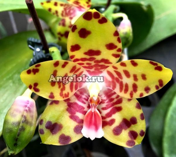 Фаленопсис (Phalaenopsis Yaphon Giganboy) Тайвань