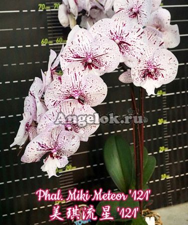 фото Фаленопсис Биг Лип (Phalaenopsis Miki Meteor '121') Тайвань от магазина магазина орхидей Ангелок