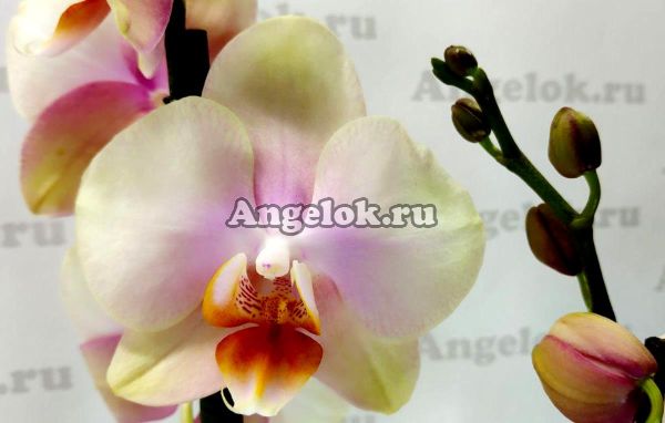 фото Фаленопсис Мальмо (Phalaenopsis Malmo) от магазина магазина орхидей Ангелок