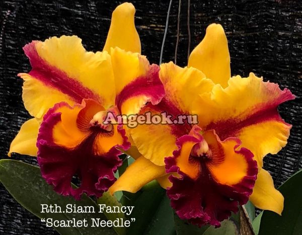 фото Каттлея (Rth.Siam Fancy 'Scarlet Needle') от магазина магазина орхидей Ангелок