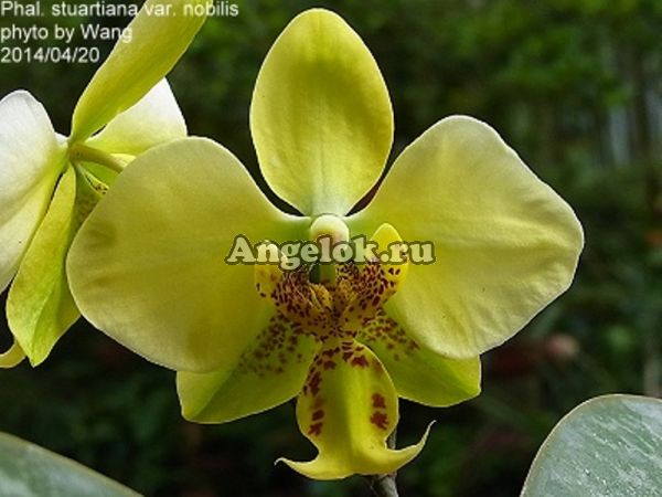 фото Фаленопсис Стюарта желтый (P.stuartiana yellow x sib) от магазина магазина орхидей Ангелок