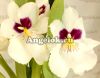 фото Мильтония (Miltoniopsis Herralexandre) от магазина магазина орхидей Ангелок
