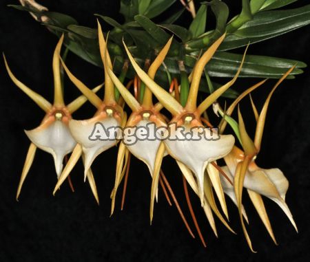 фото Ангрекум Вигуера (Angraecum viguieri) от магазина магазина орхидей Ангелок