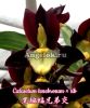 фото Катасетум (Catasetum tenebrosum × sib) Тайвань от магазина магазина орхидей Ангелок
