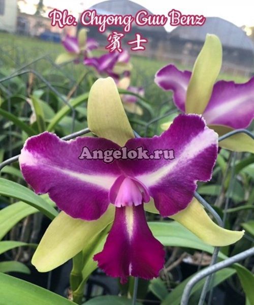 фото Каттлея (Rlc. Chyong Guu Benz) Тайвань от магазина магазина орхидей Ангелок