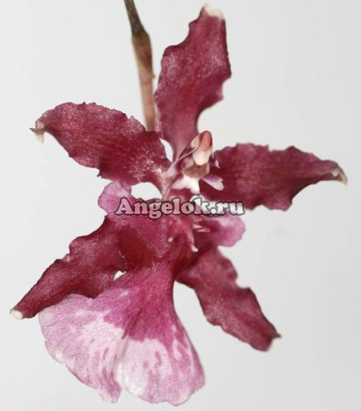 фото Онцидиум (Oncidium Sharry Baby Sweet Fragrance) от магазина магазина орхидей Ангелок