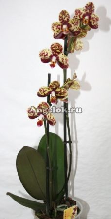 Фаленопсис (Phalaenopsis ) ph-03_10