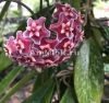 фото Хойя пубикаликс (Hoya pubicalix cv.“Silver Pink”) от магазина магазина орхидей Ангелок