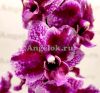 Фаленопсис бабочка Пульхеррима (Phalaenopsis pulcherrima)