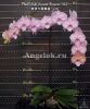 фото Фаленопсис (Phalaenopsis Miki Sunset Dancer '124') Тайвань от магазина магазина орхидей Ангелок