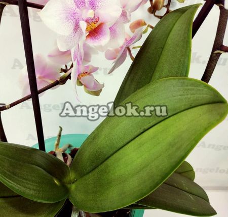 фото Фаленопсис Зефирка (Phalaenopsis Marshmallow) от магазина магазина орхидей Ангелок