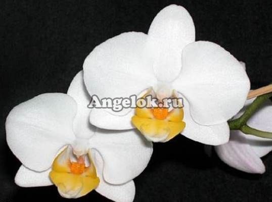 фото Фаленопсис (Phalaenopsis ) ph-02 от магазина магазина орхидей Ангелок