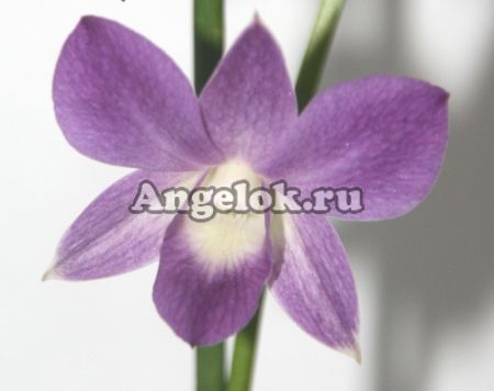 фото Дендробиум фаленопсис (Dendrobium Genting Blue) от магазина магазина орхидей Ангелок