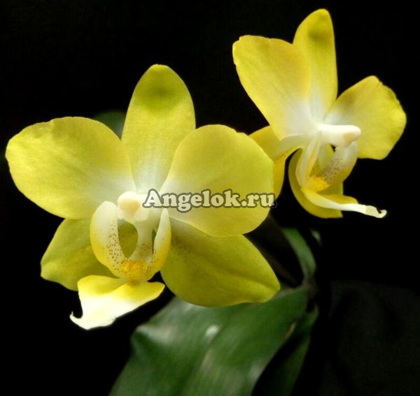 фото Фаленопсис (Phalaenopsis I-Hsin Beaming Sun) Тайвань от магазина магазина орхидей Ангелок