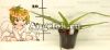 Пафиопедилум (Paphiopedilum St. Swithin x adductum)